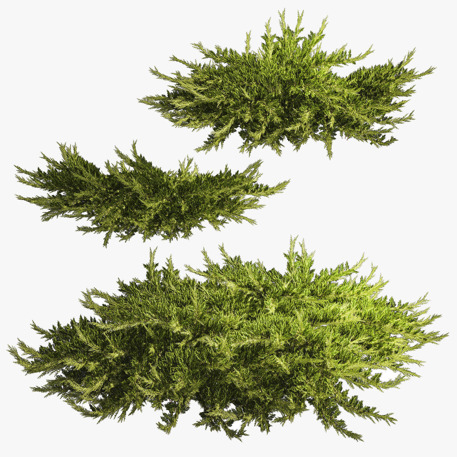 Juniper and thuja bushes for landscape design 1164 3D model_6