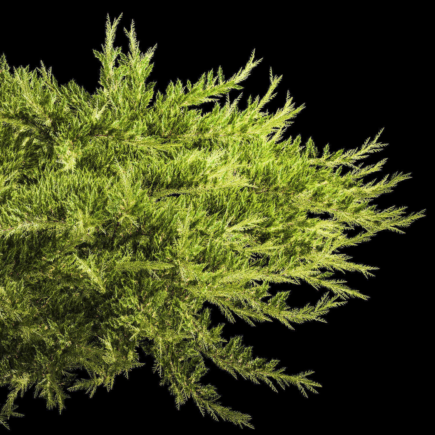 Juniper and thuja bushes for landscape design 1164 3D model_4