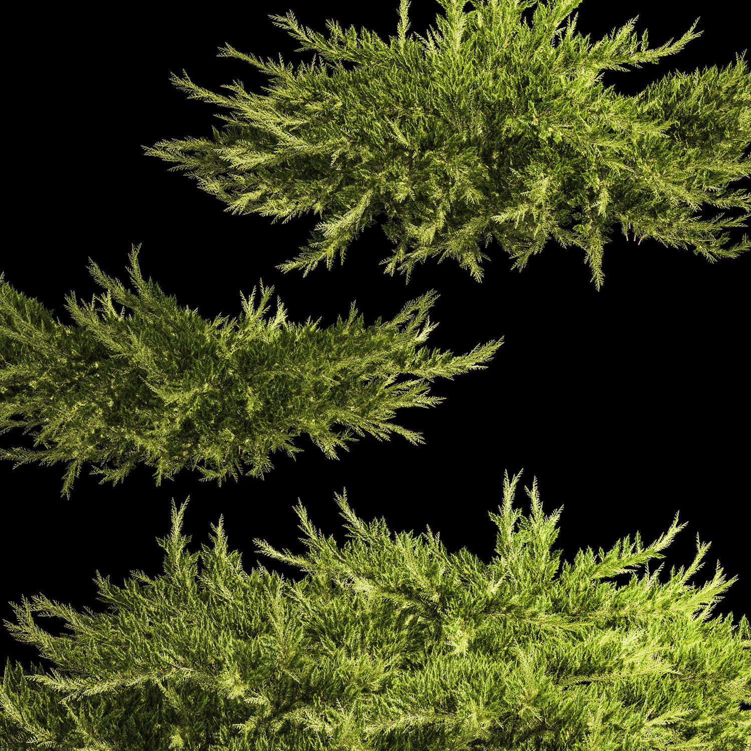 Juniper and thuja bushes for landscape design 1164 3D model_3