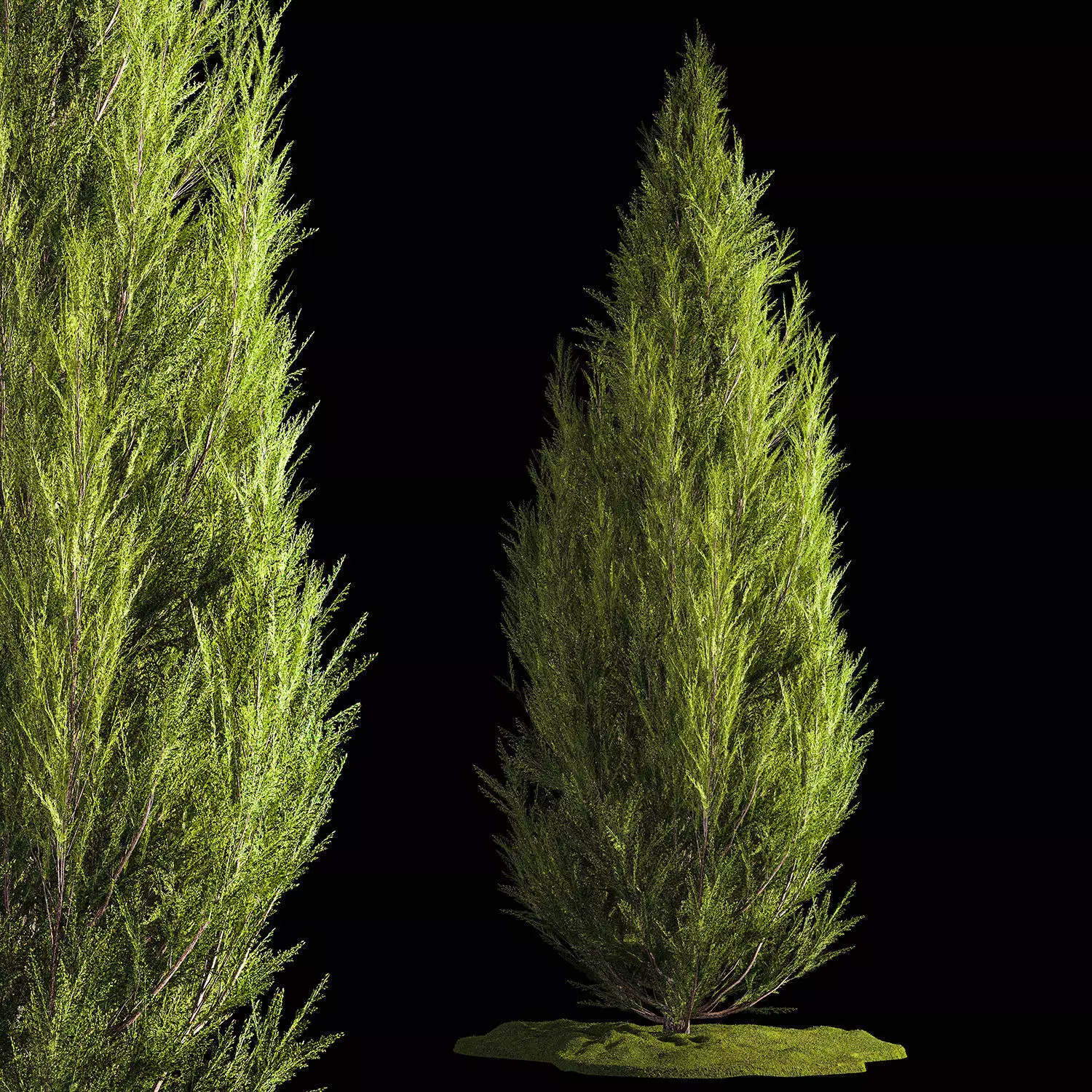 Juniper and thuja bushes for landscape design 1165 3D model