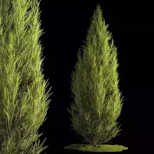 Juniper and thuja bushes for landscape design 1165