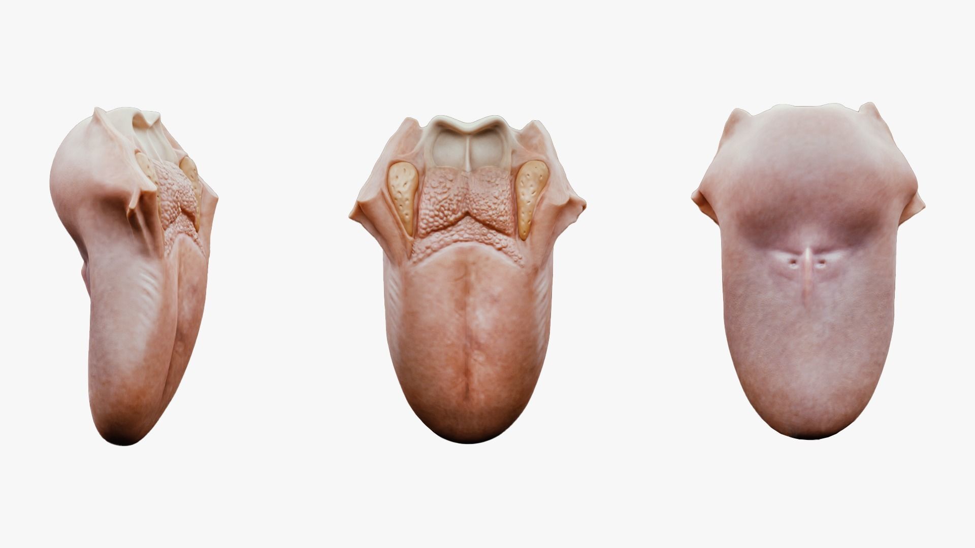 Tongue Anatomy Dorsum of tongue Low-poly 3D model_2