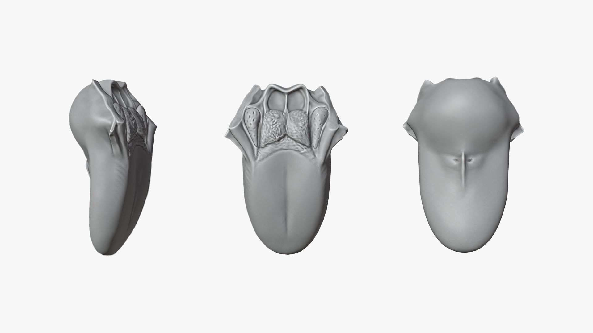 Tongue Anatomy Dorsum of tongue Low-poly 3D model_3