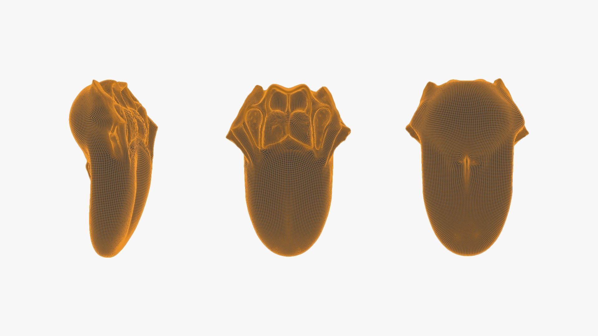 Tongue Anatomy Dorsum of tongue Low-poly 3D model_8