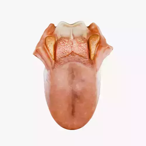 Tongue Anatomy  Dorsum of tongue  Low-poly 3D model