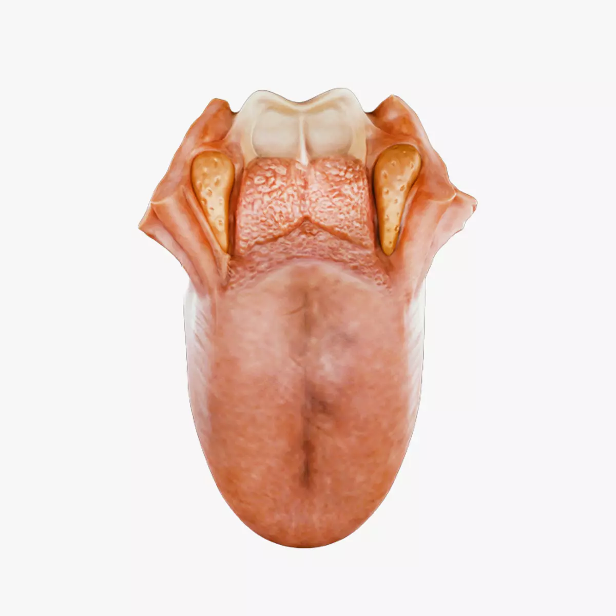 Tongue Anatomy Dorsum of tongue Low-poly 3D model_0