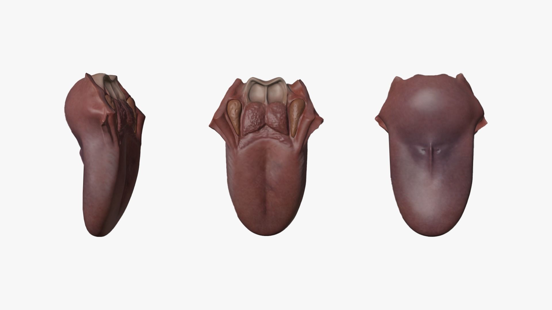 Tongue Anatomy Dorsum of tongue Low-poly 3D model_6