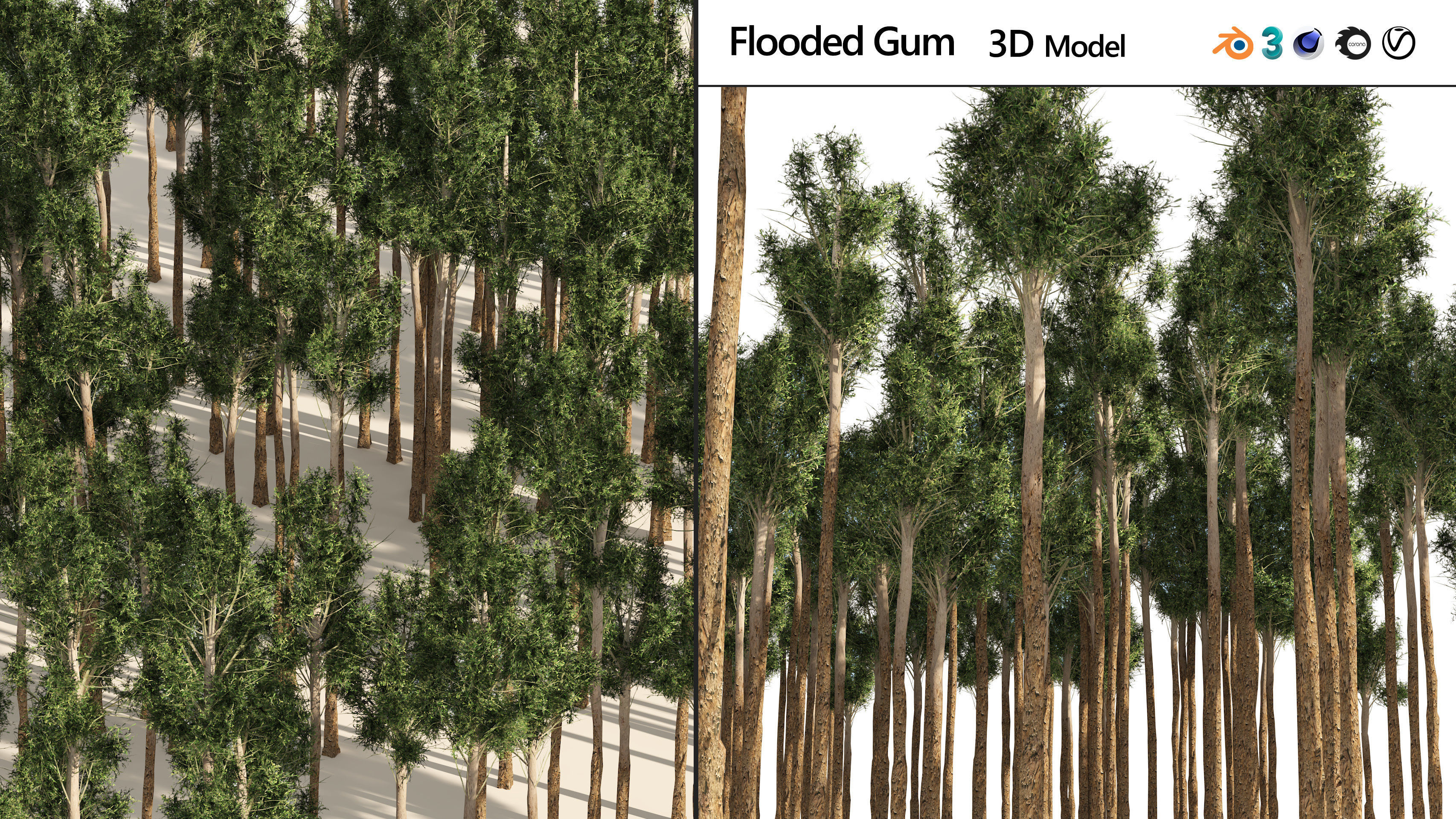 Rose gum forest tree Low-poly 3D model_6