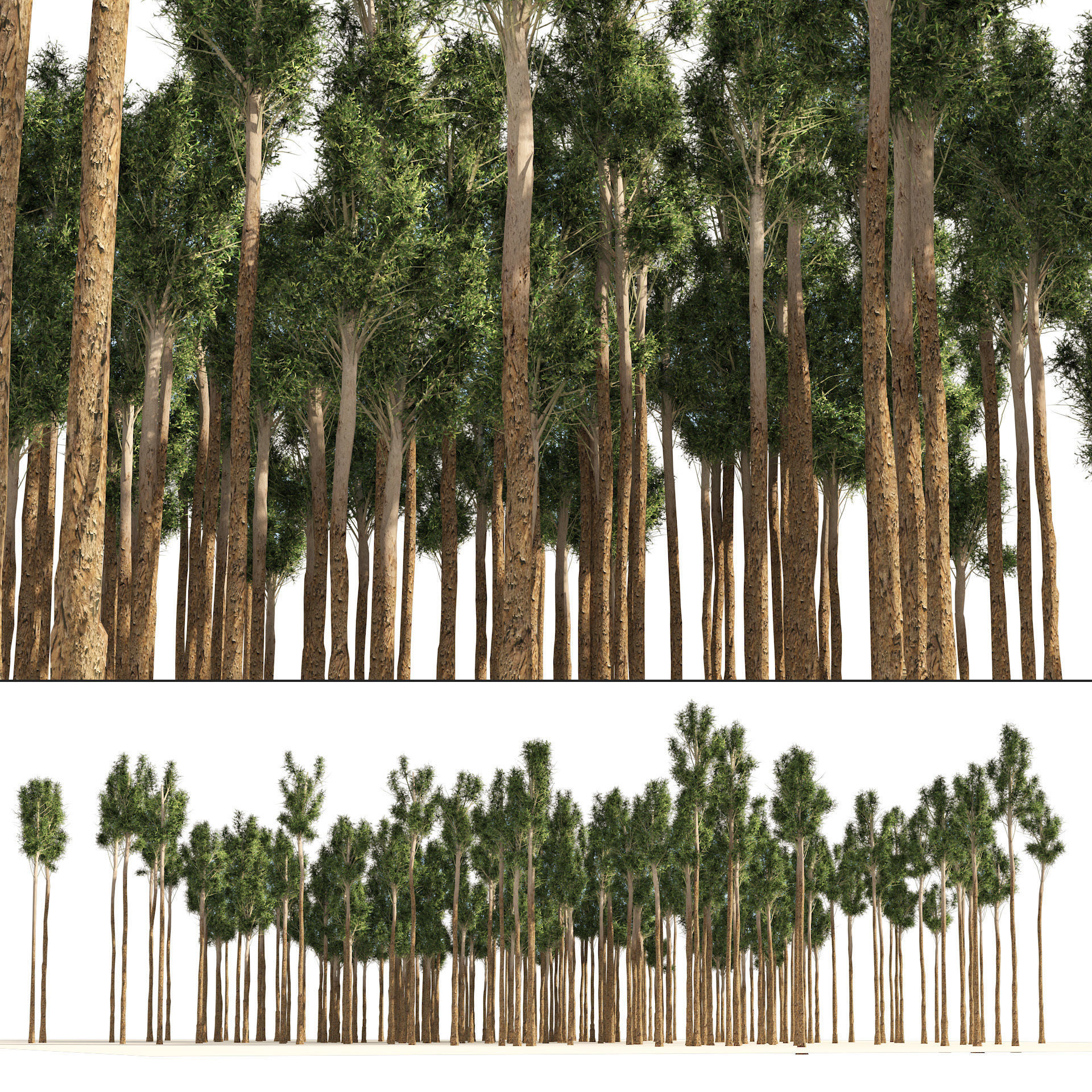 Rose gum forest tree Low-poly 3D model_5