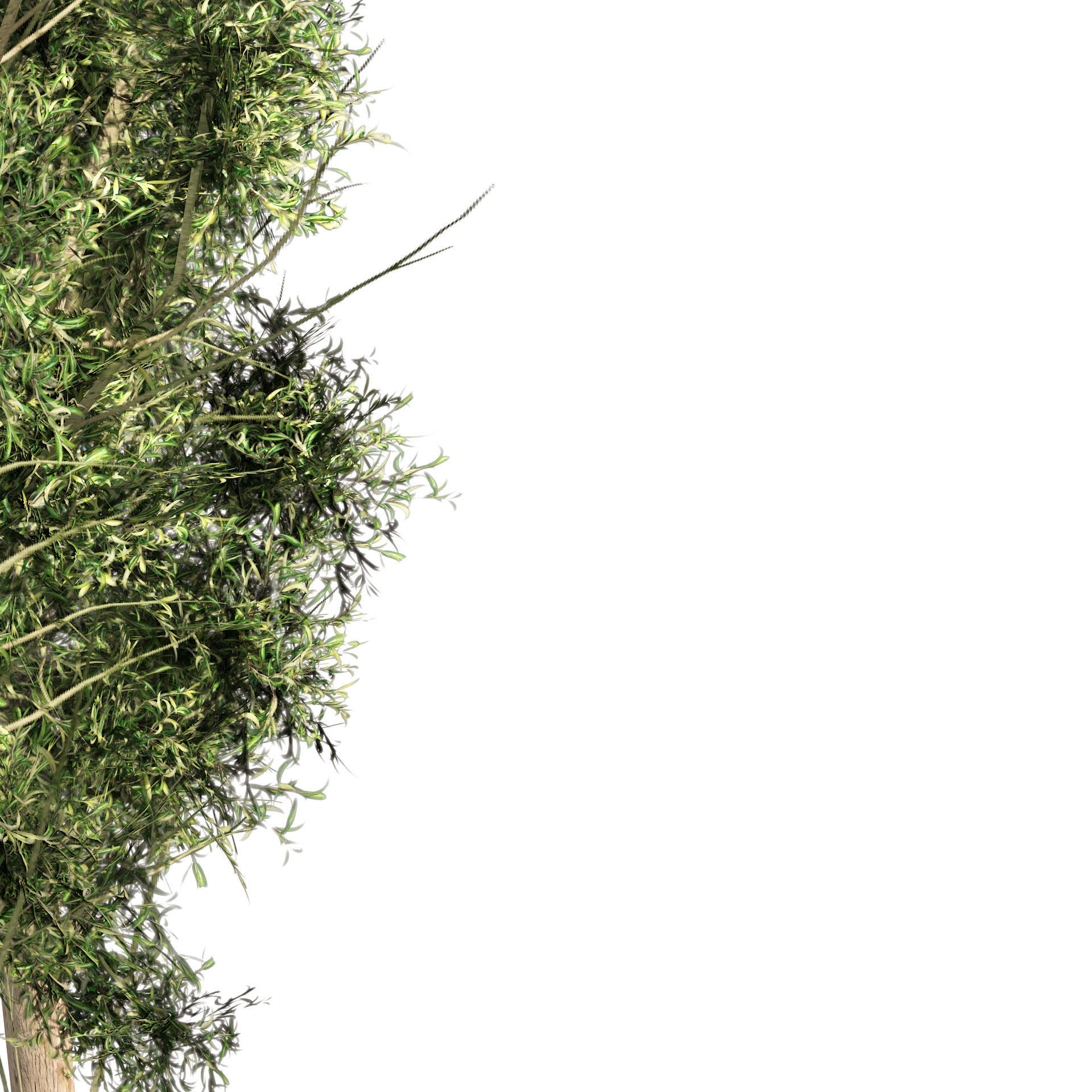 Rose gum forest tree Low-poly 3D model_4