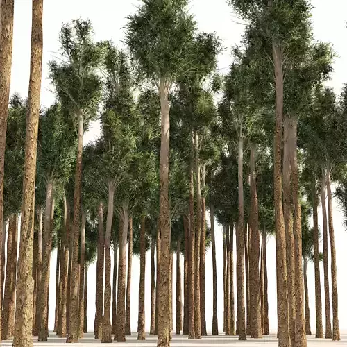 Rose gum forest tree