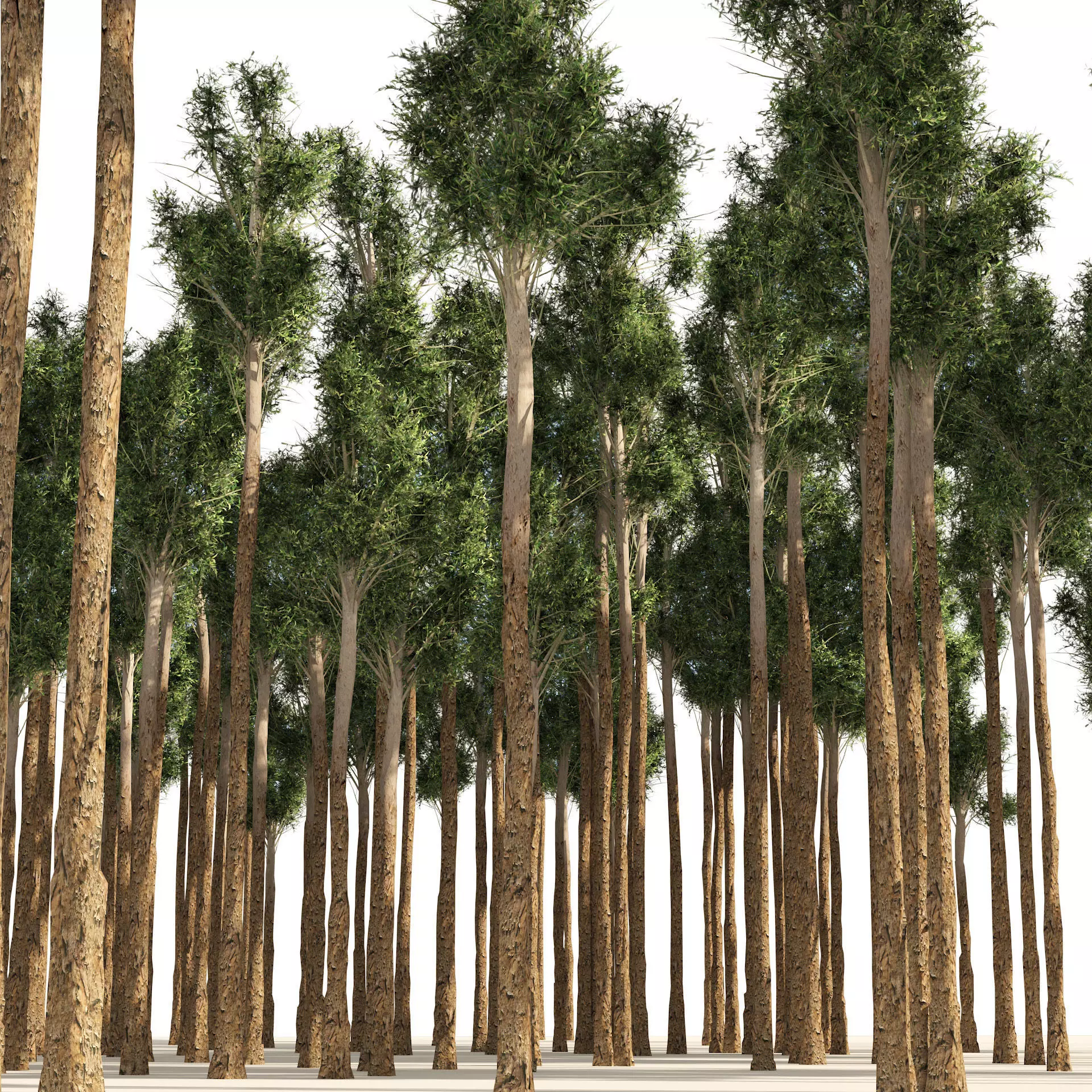 Rose gum forest tree Low-poly 3D model_0