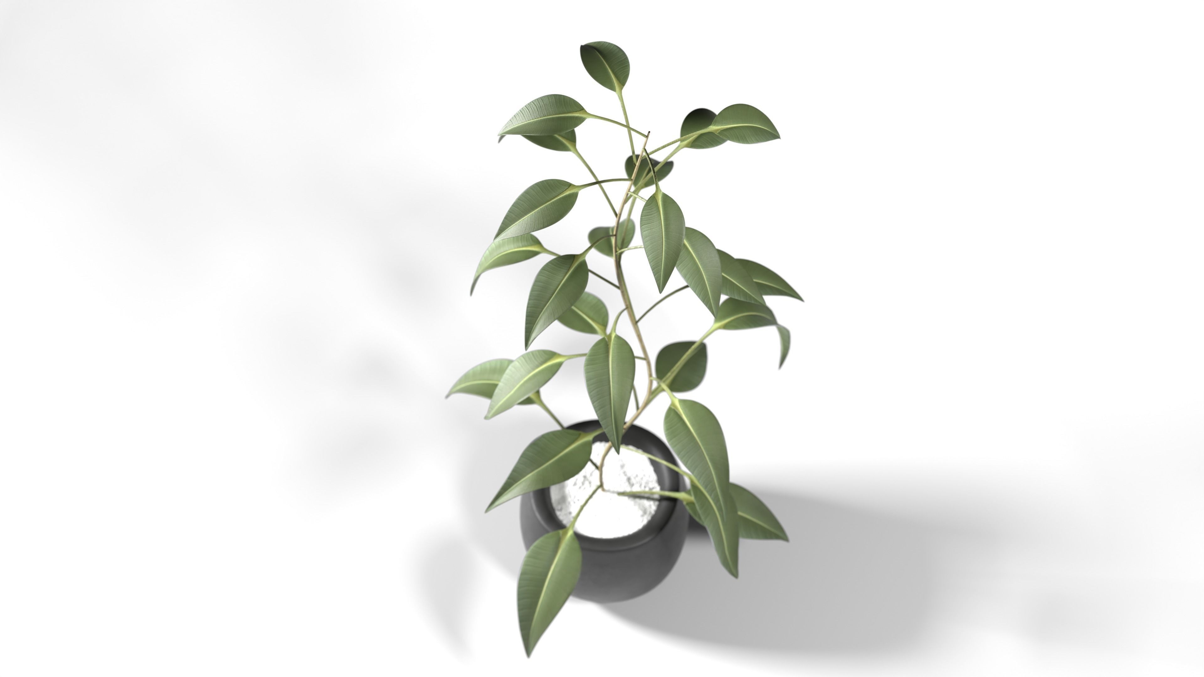 Plant eucalyptus in pot 3D model_1