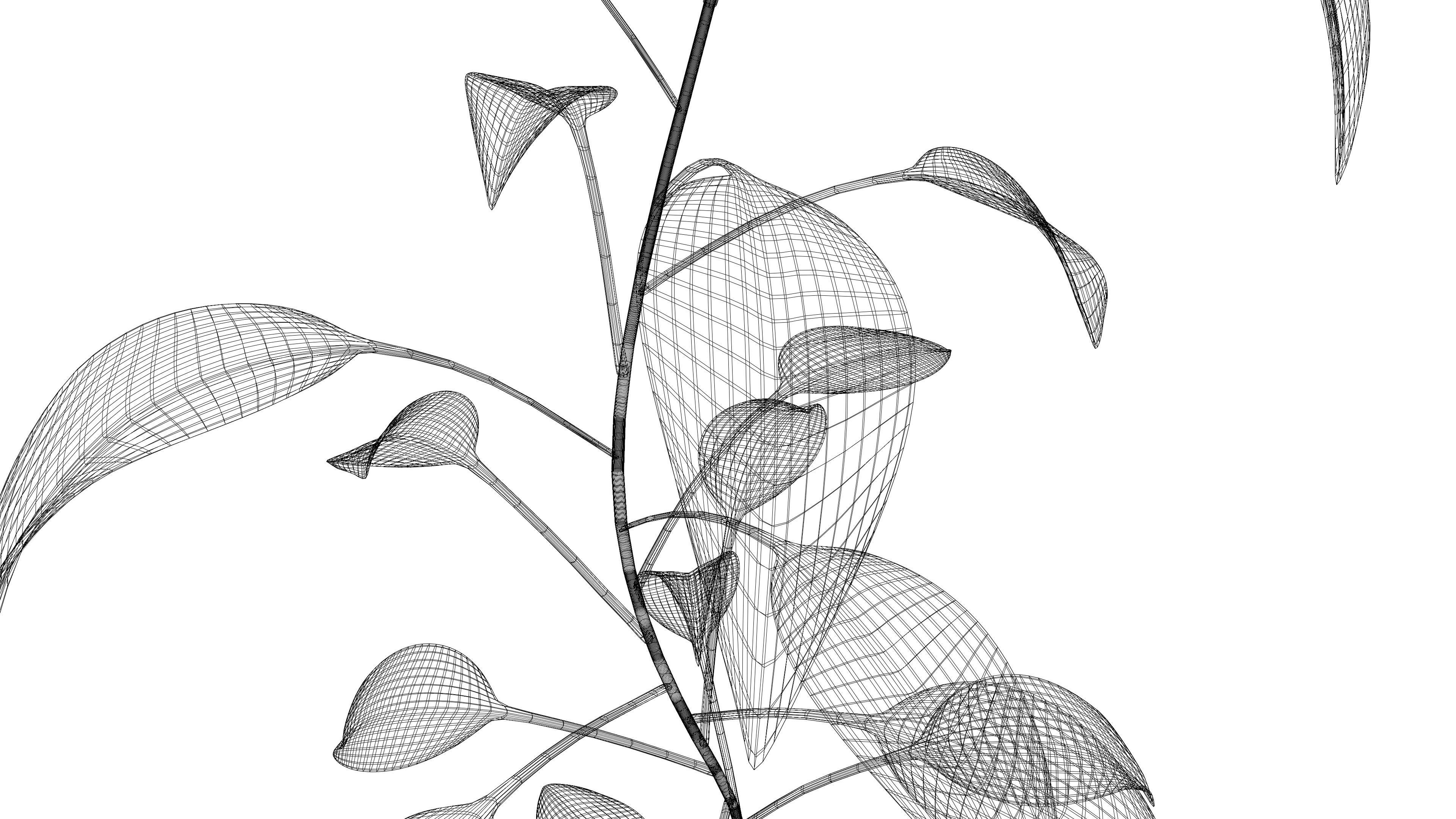 Plant eucalyptus in pot 3D model_7