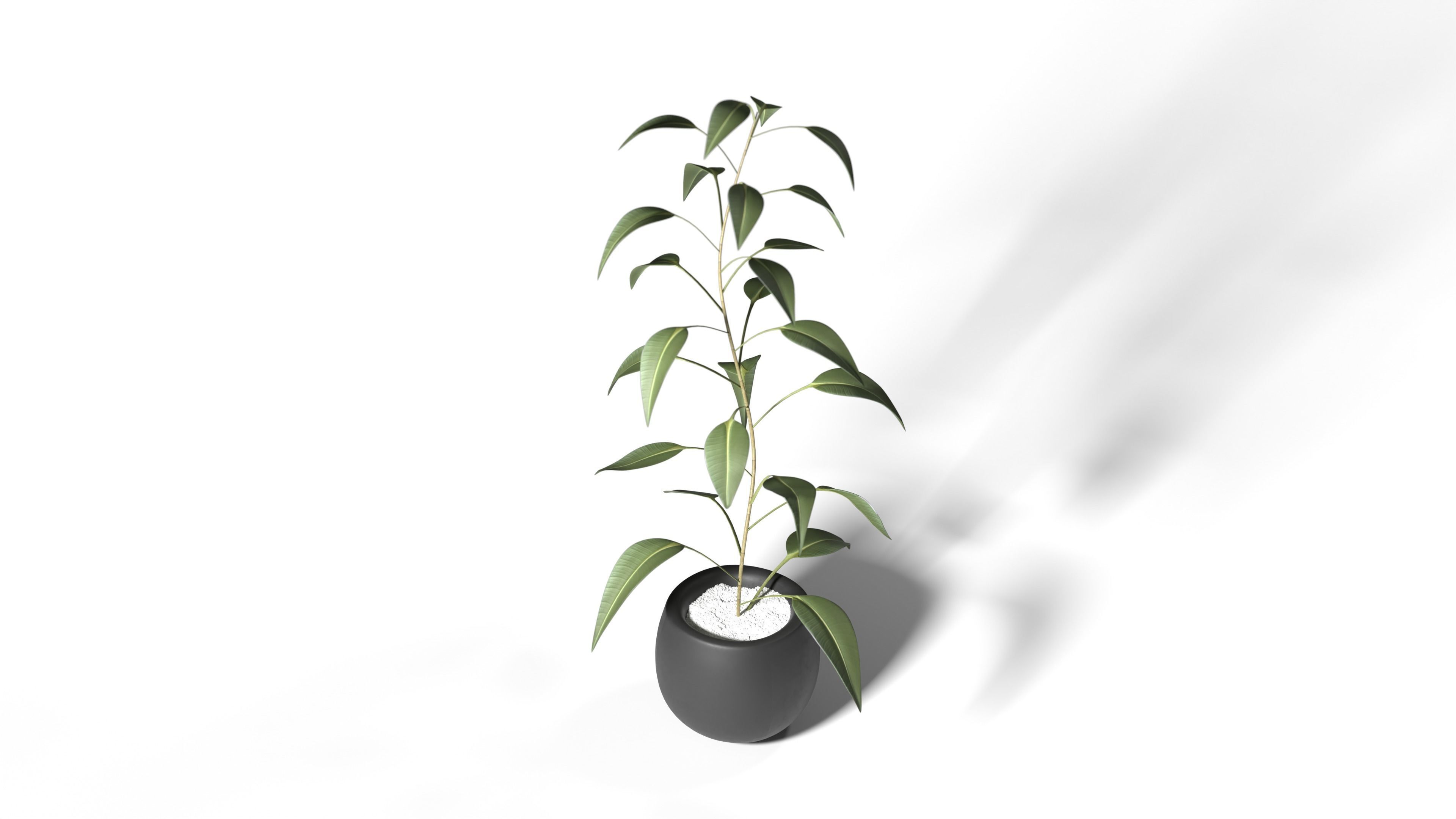 Plant eucalyptus in pot 3D model_5