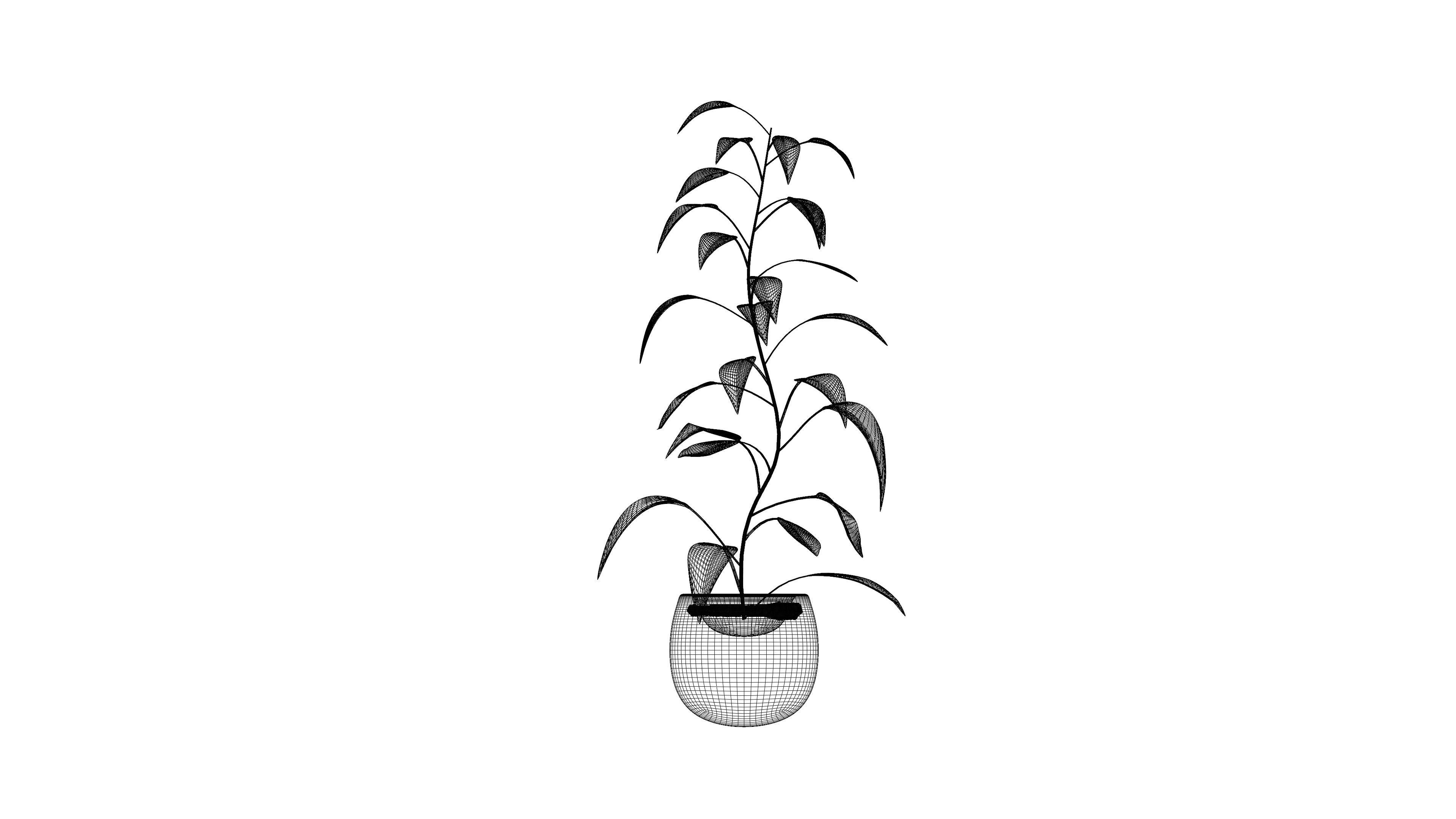 Plant eucalyptus in pot 3D model_9