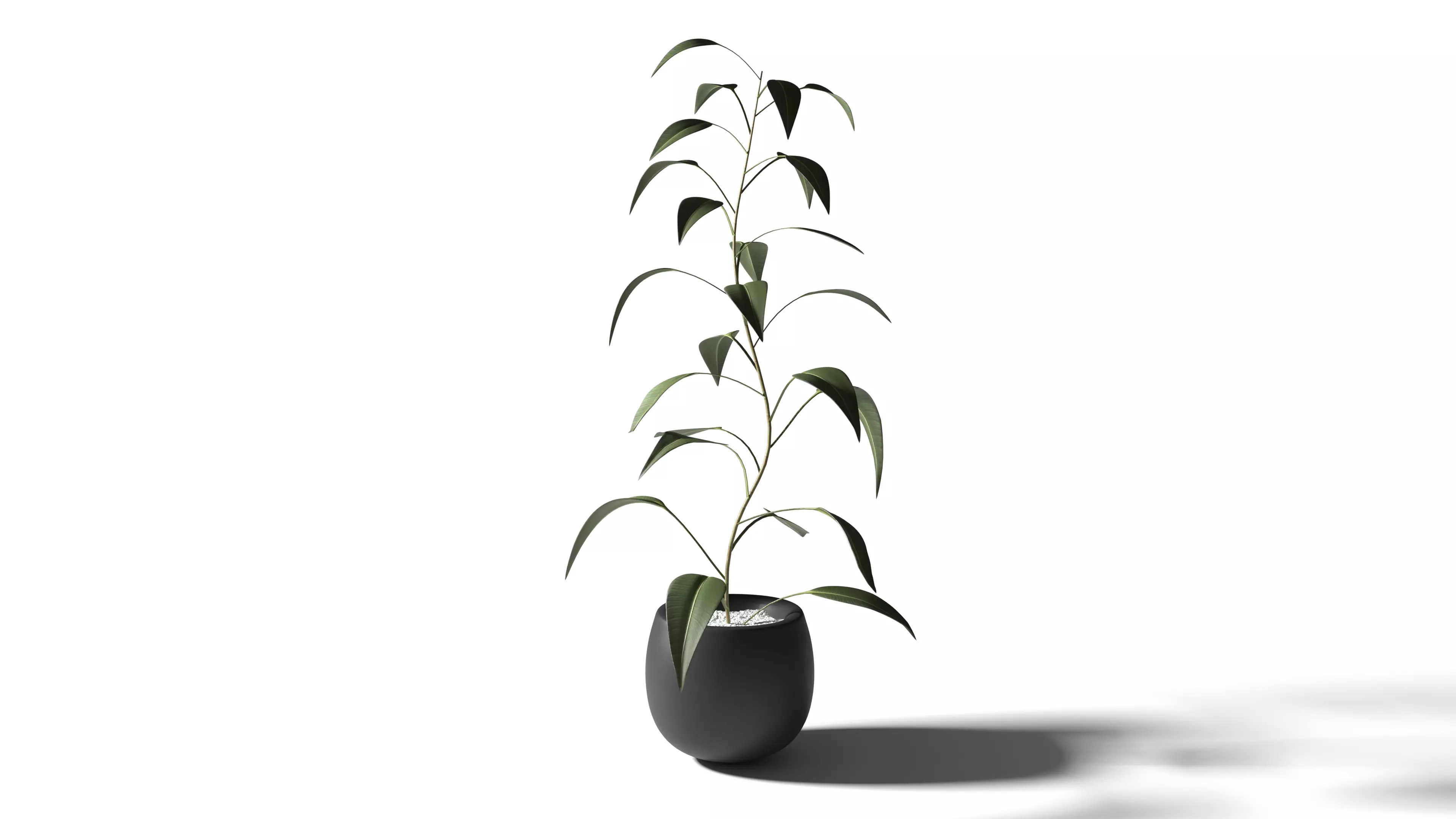 Plant eucalyptus in pot 3D model_0