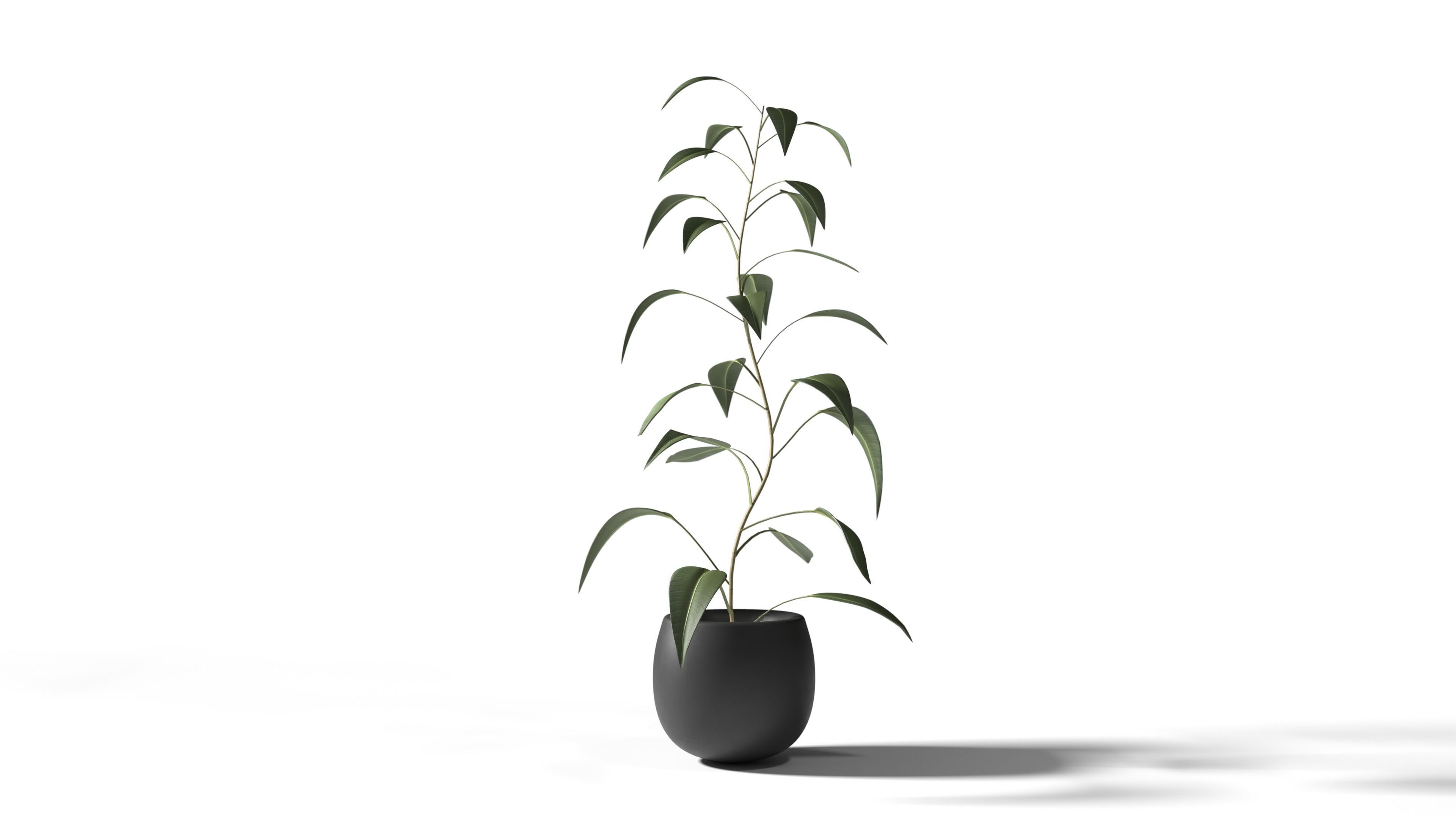 Plant eucalyptus in pot 3D model_3