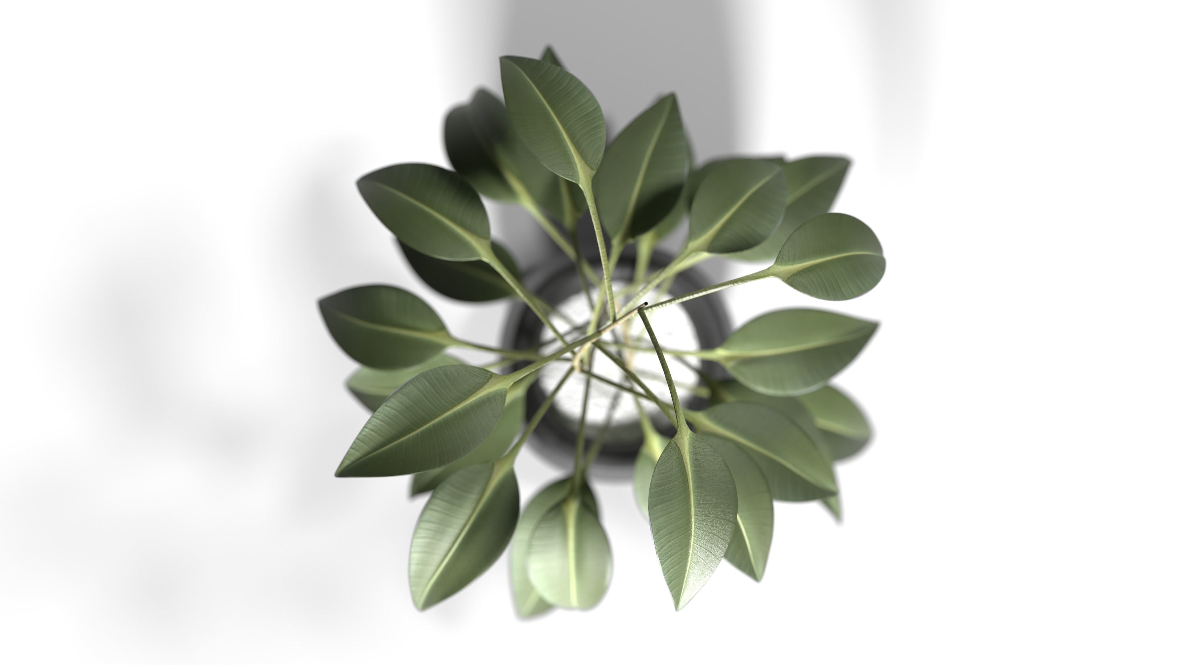 Plant eucalyptus in pot 3D model_4