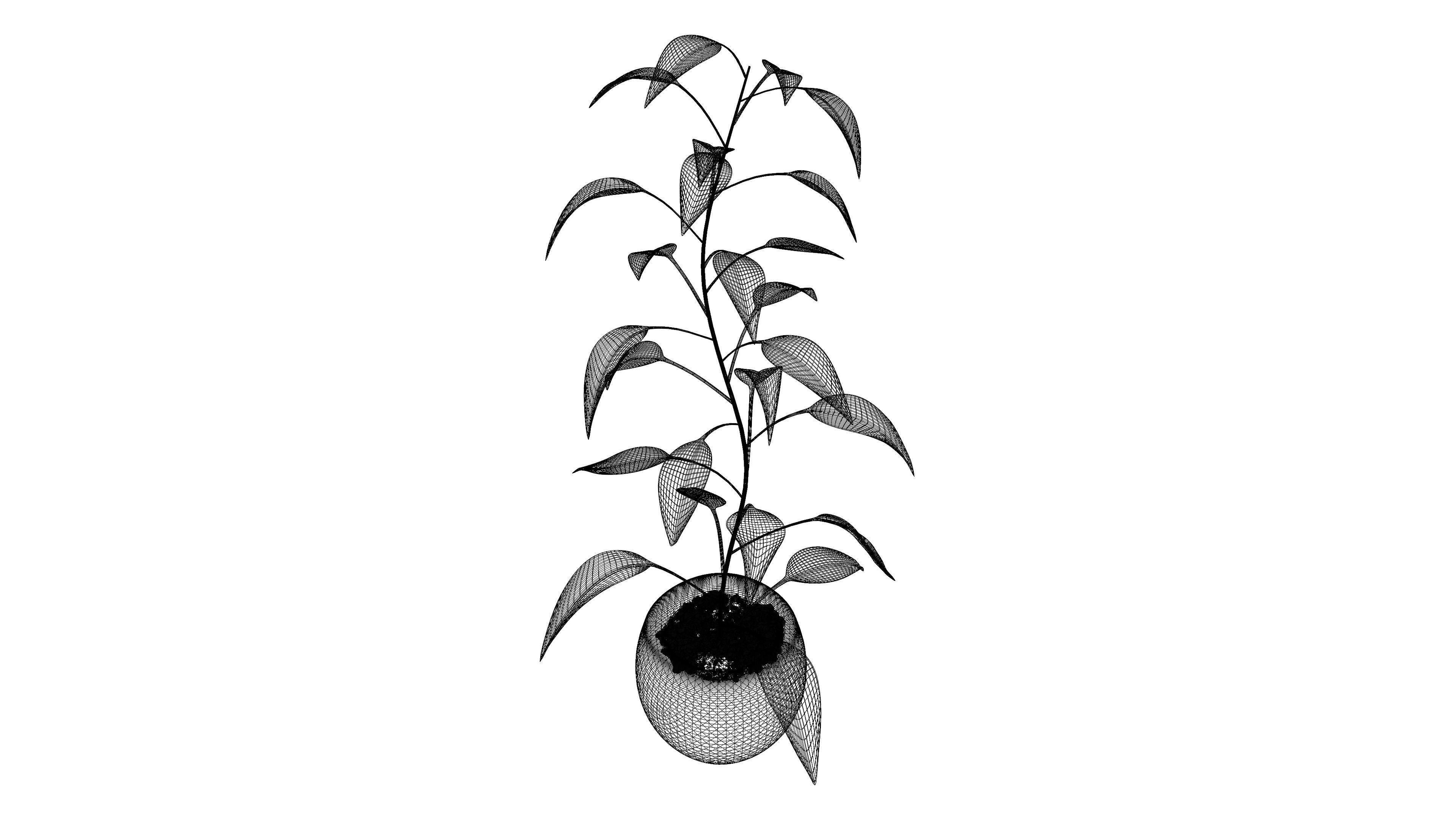 Plant eucalyptus in pot 3D model_6