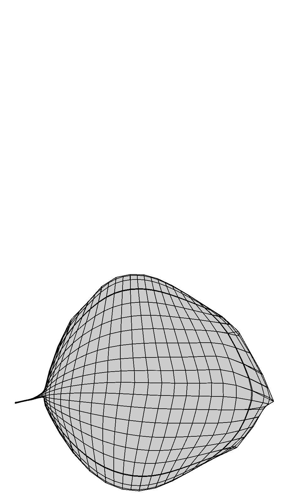 Plant eucalyptus in pot 3D model_10