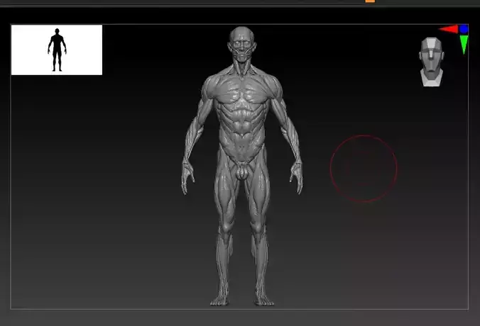 Male Anatomy 3D print ready detailed model