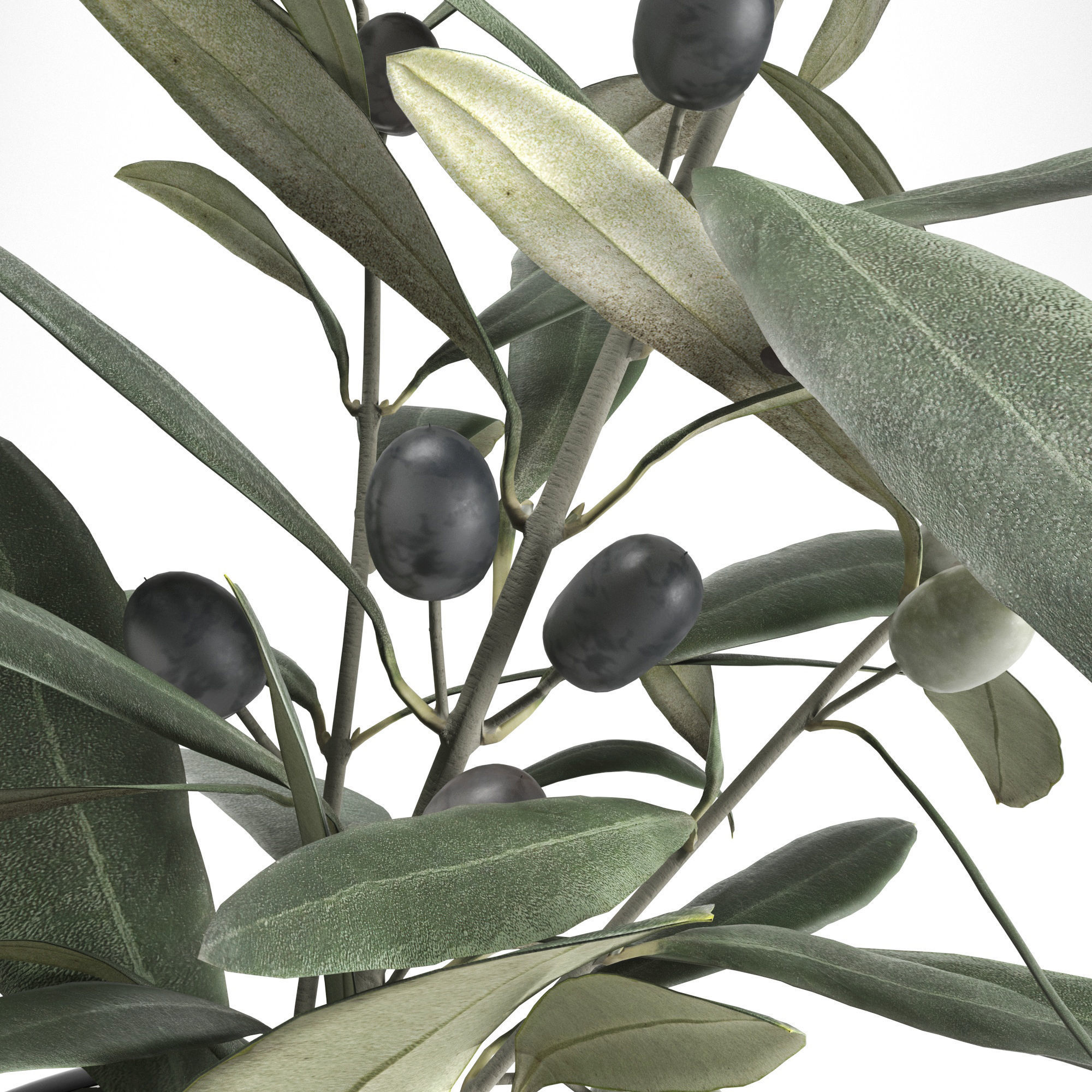 Eucalyptus and Olive branches in vases set1 3D model_4
