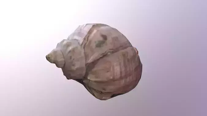 Seashell shell Free low-poly 3D model
