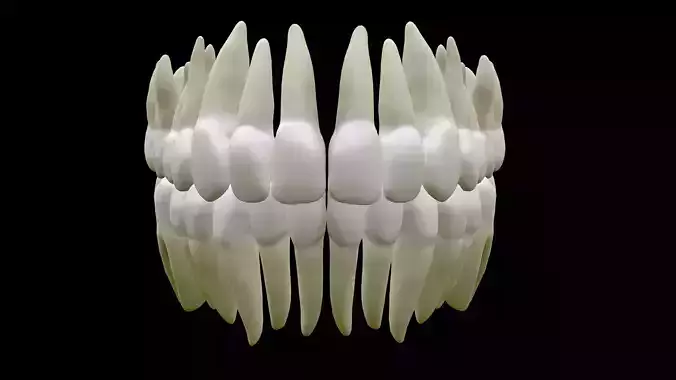 Realistic Human Teeth Low-poly 3D model