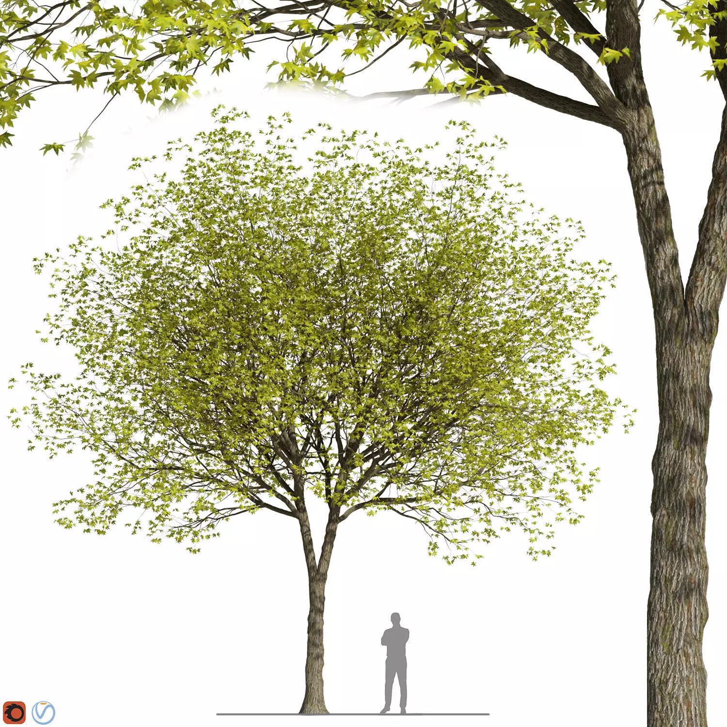 ORIENTAL PLANE Tree 3D model