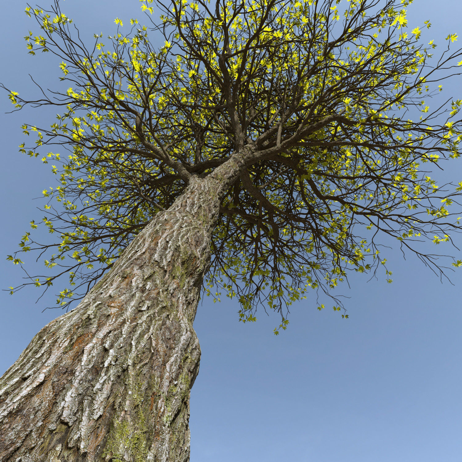ORIENTAL PLANE Tree 3D model_2
