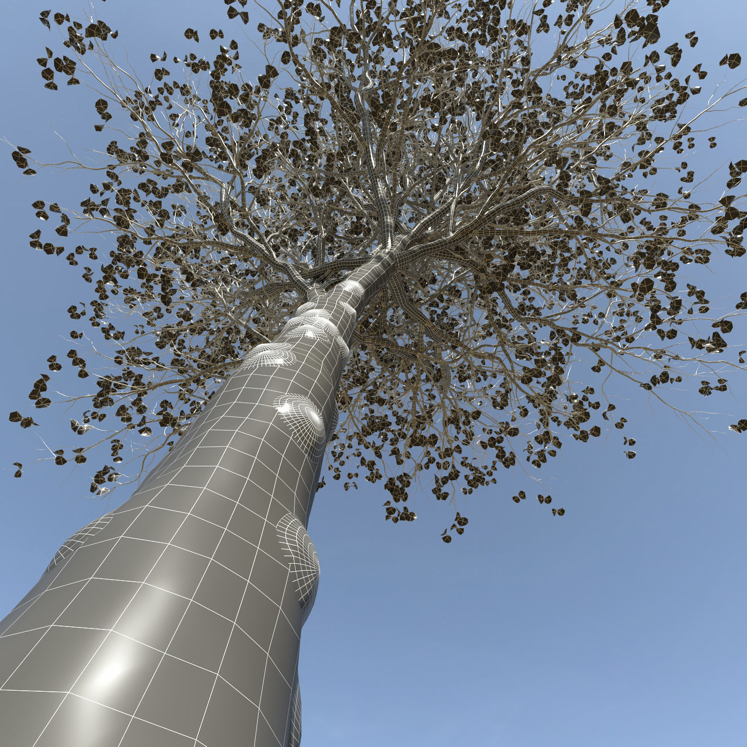ORIENTAL PLANE Tree 3D model_3
