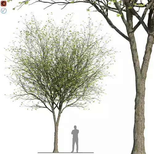 ORIENTAL PLANE Tree 3D model