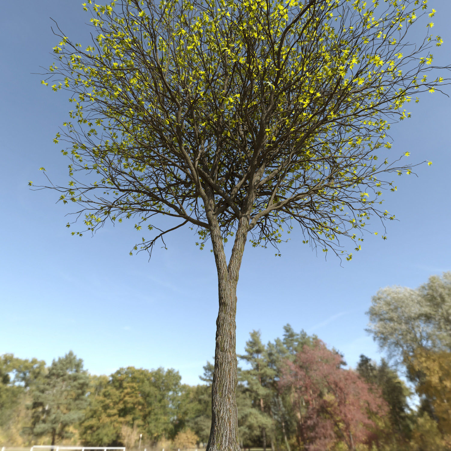ORIENTAL PLANE Tree 3D model_1