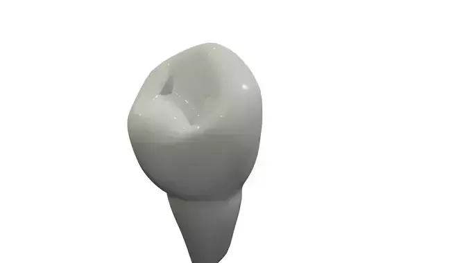 Mandibular First Premolar 3D model