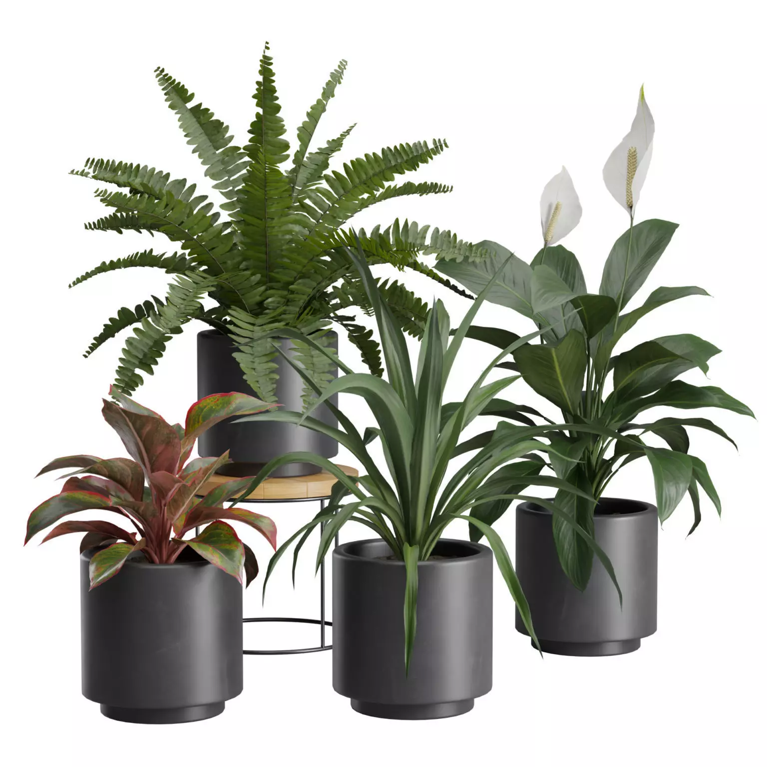 Indoor Plants Pack 37 3D model_0