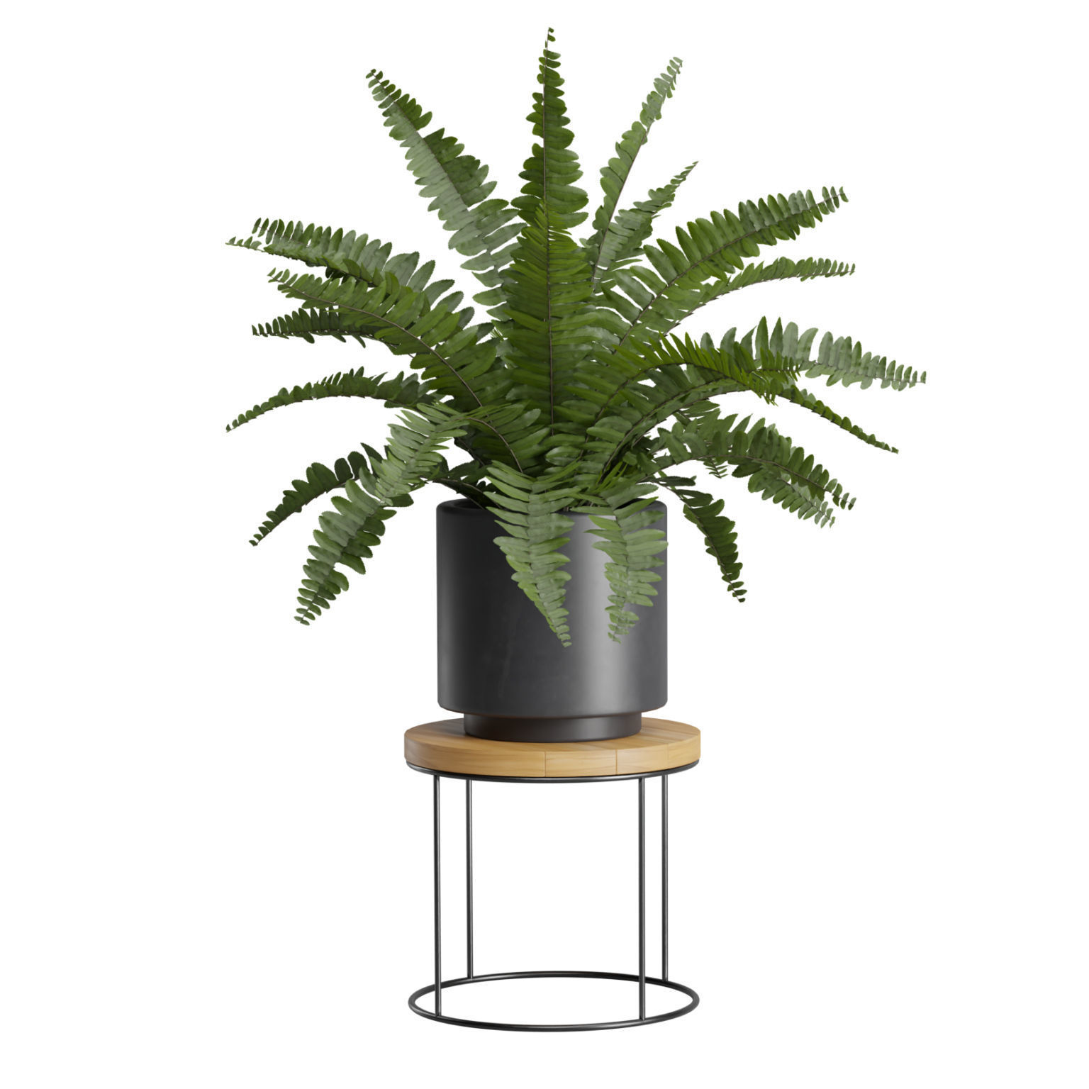 Indoor Plants Pack 37 3D model_7