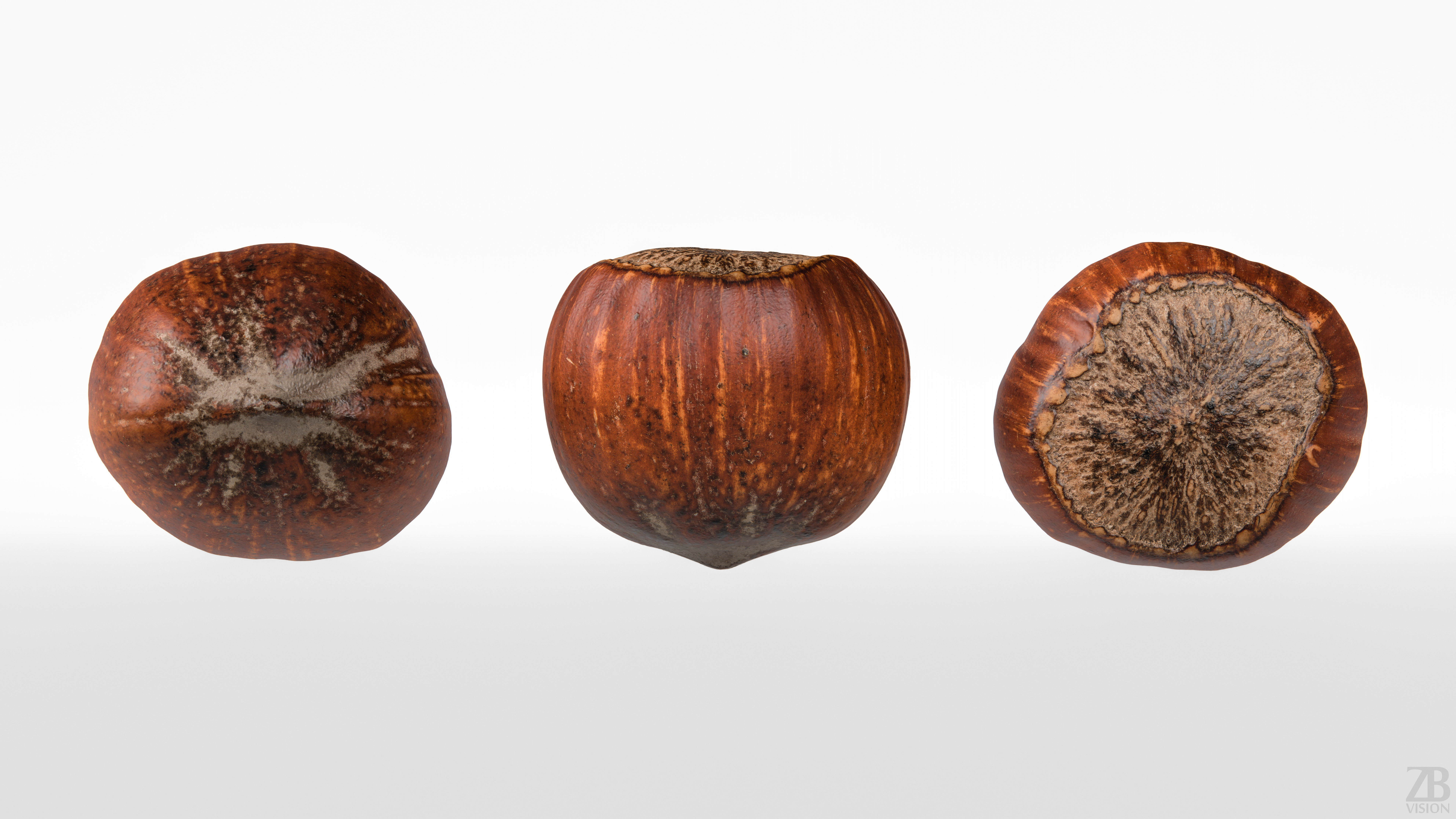 Hazelnut 3D model_4