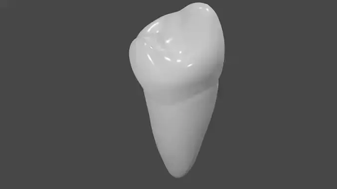 Mandibular Second Premolar 3D model 3D model