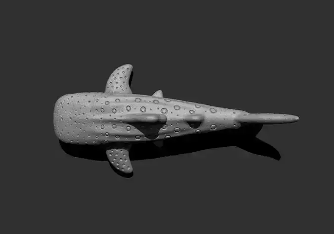 Whale1 shark