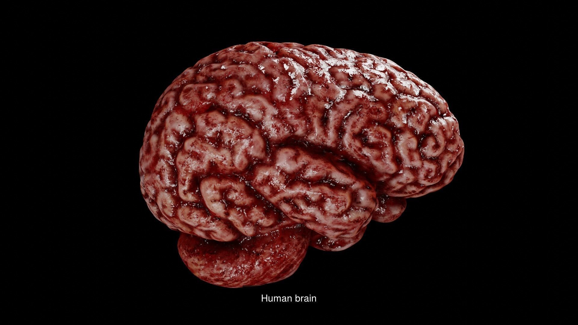 Creepy body parts 3D Model Collection_4