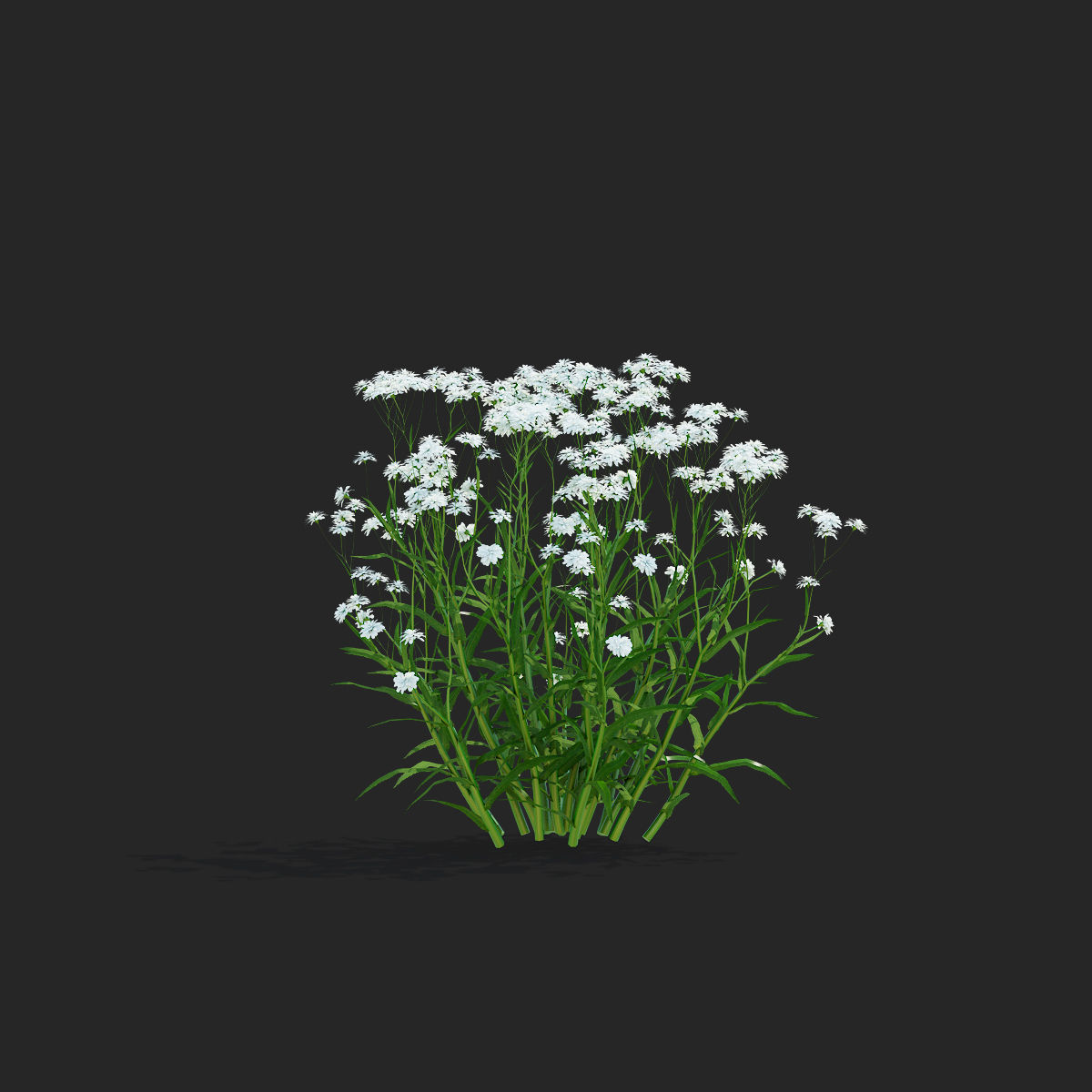 Achillea ptarmica flower 3D model_7