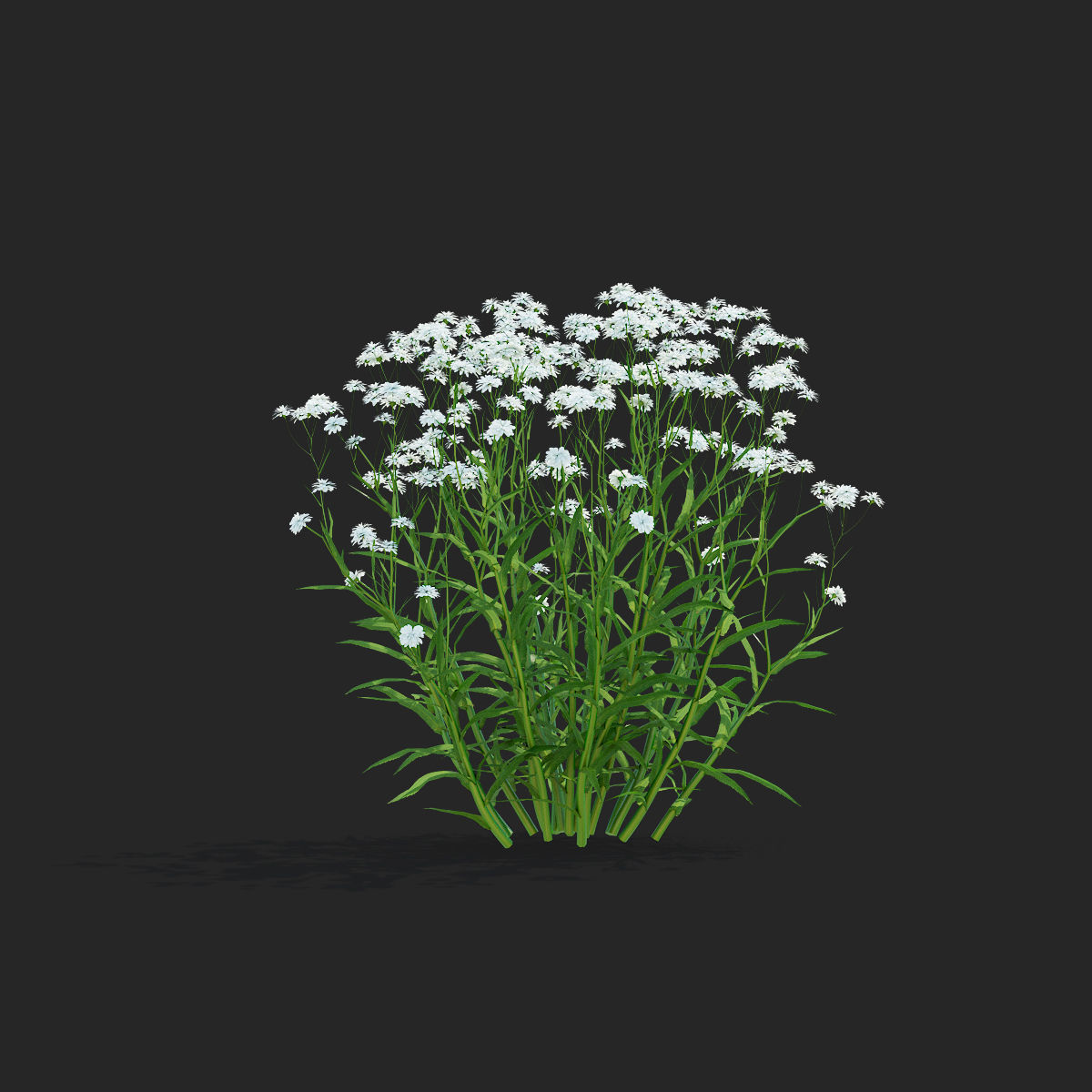 Achillea ptarmica flower 3D model_6