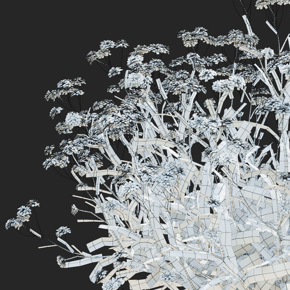 Achillea ptarmica flower 3D model_11