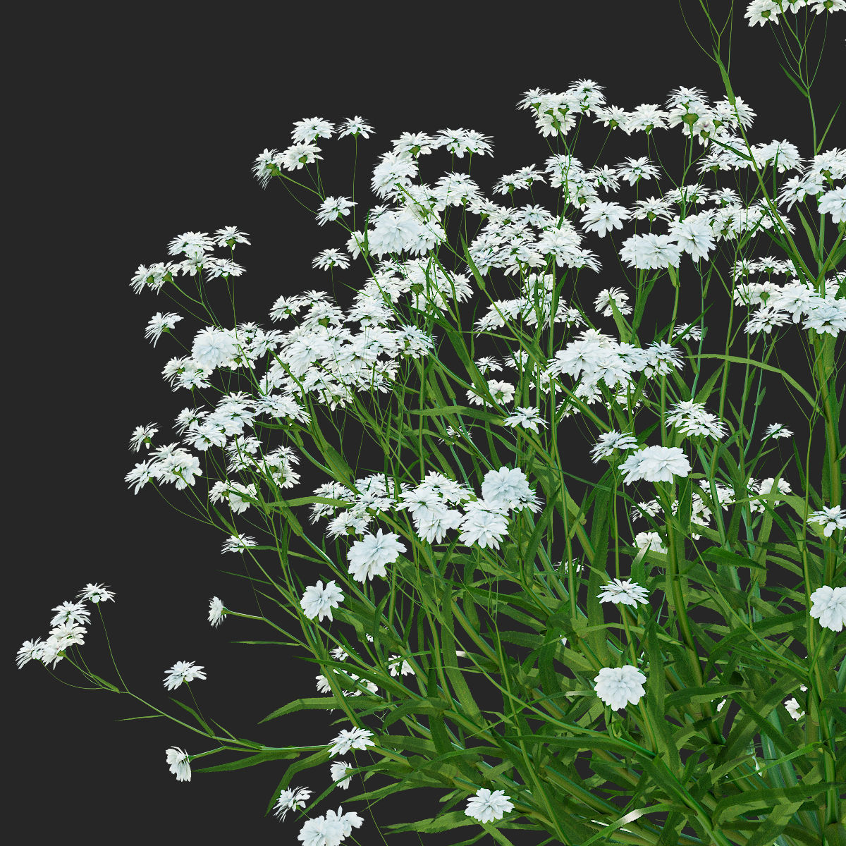 Achillea ptarmica flower 3D model_10