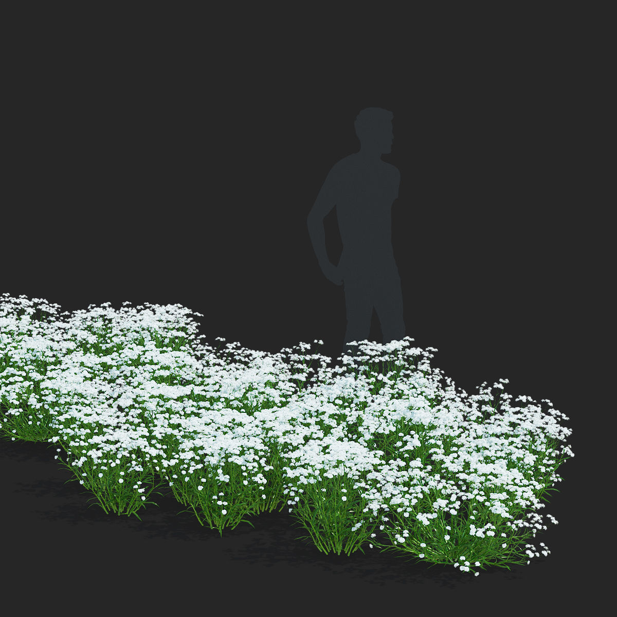 Achillea ptarmica flower 3D model_2
