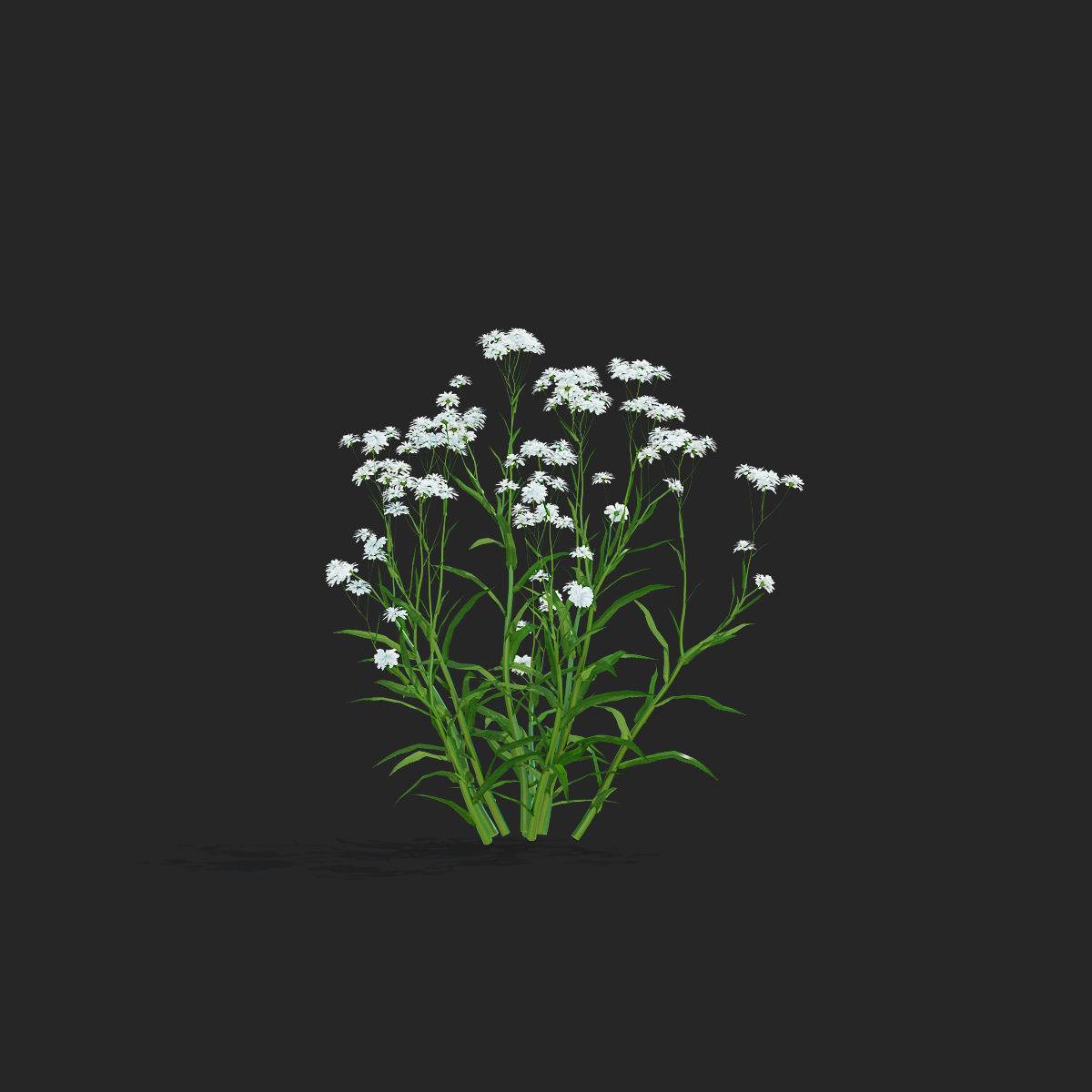 Achillea ptarmica flower 3D model_8