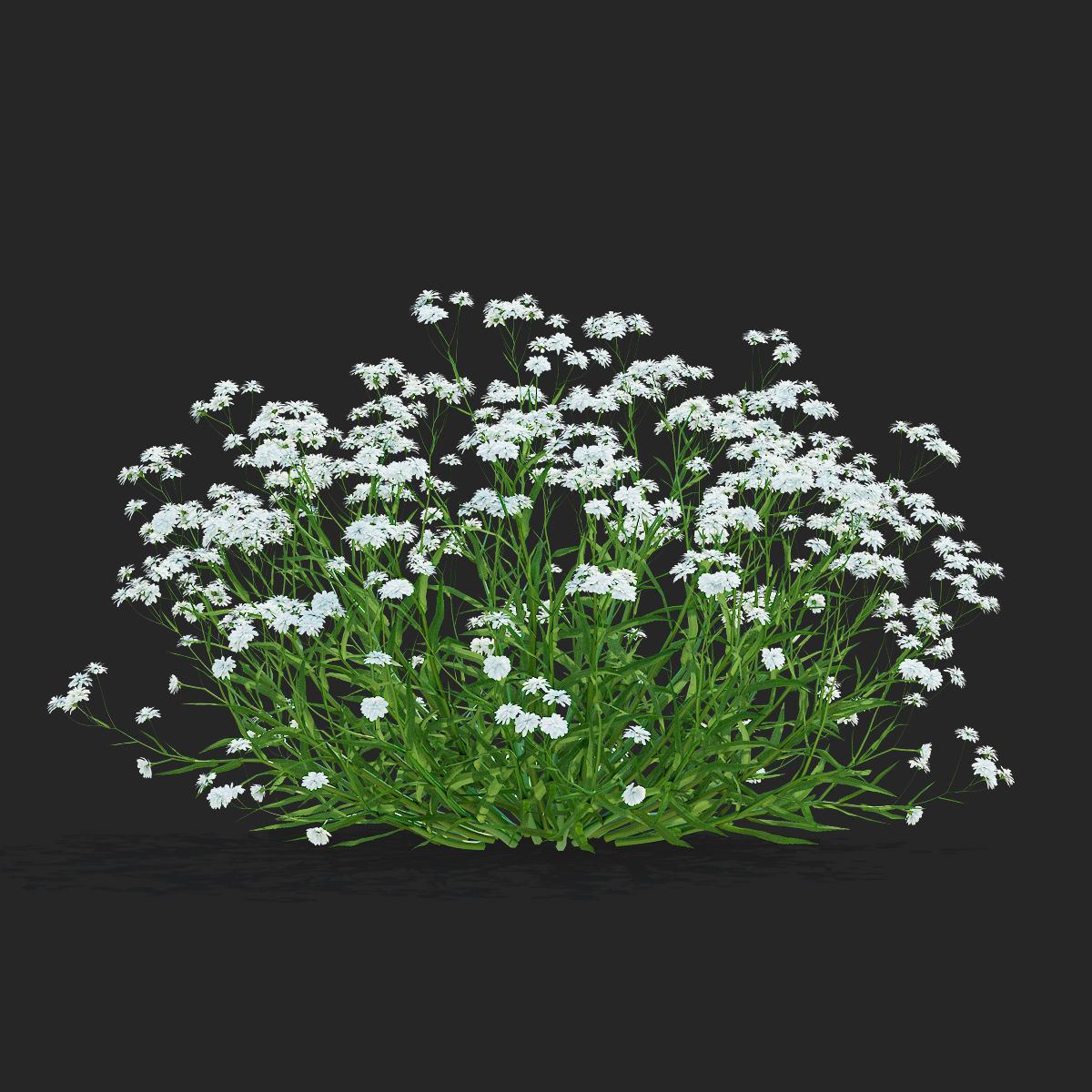Achillea ptarmica flower 3D model_5