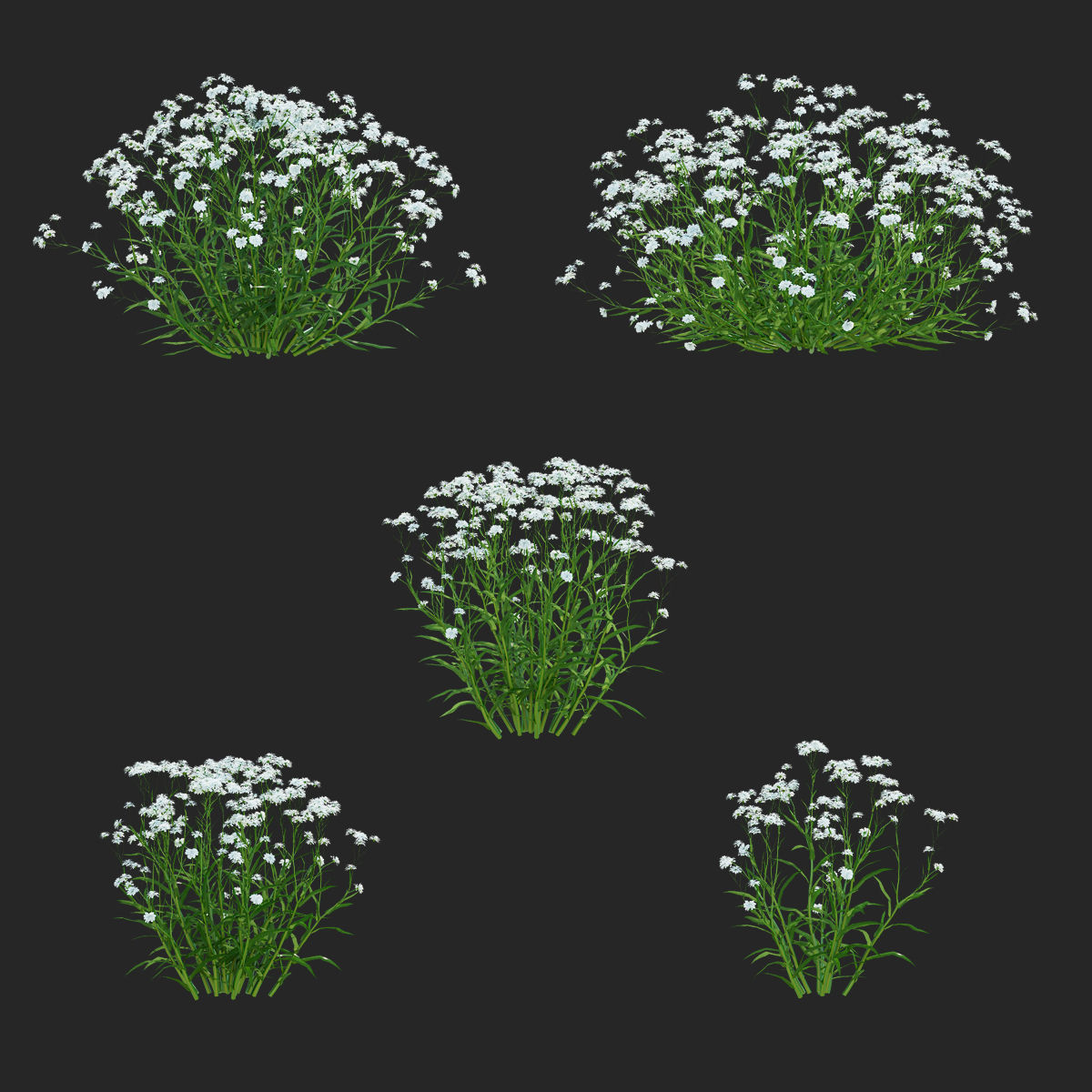Achillea ptarmica flower 3D model_1