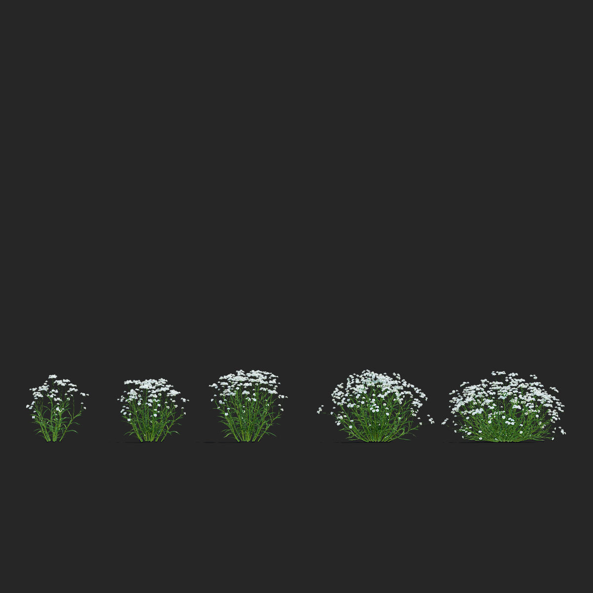 Achillea ptarmica flower 3D model_3